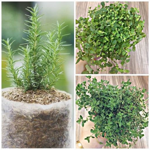 

BisaInstan- Paket Hemat Rosemary, Thyme dan Oregano