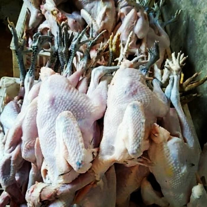 

Kirim,HariYgSama- Ayam kampung 1 ekor berat 900g - 1000g fresh / Tukang Sayur Jkt