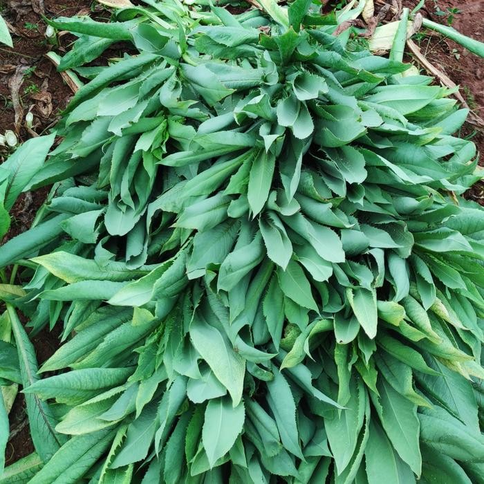 Sayur Fumak 1kg Segar, Fumak, bukan Siomak, Kaktus, Kembang Sepatu *