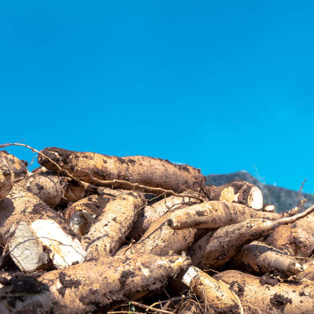 

Sajiandapur Cap Panda Kerupuk Singkong/Ceriping Singkong 500Gram