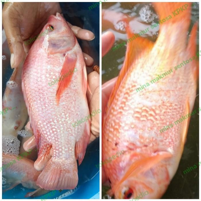 Paket Indukan Ikan Nila Bangkok Dan Nila Merah Isi 4 Ekor Uk: 4-5 Jari