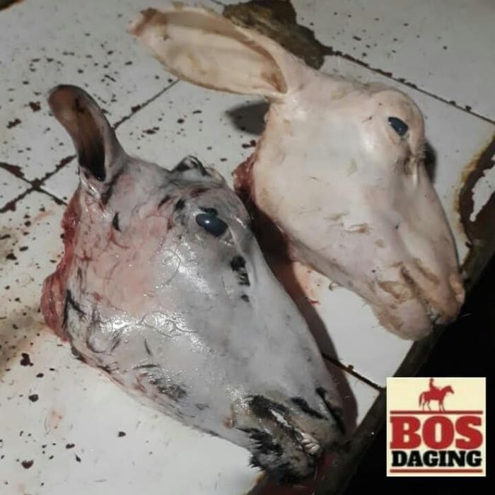 

Daging Kepala Kambing Muda Plus 4 Kaki Dijamin Fresh Segar