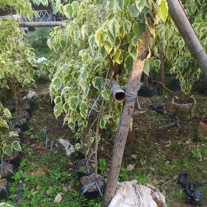 bodi tree pohon bodhi pohon bodhi variegata