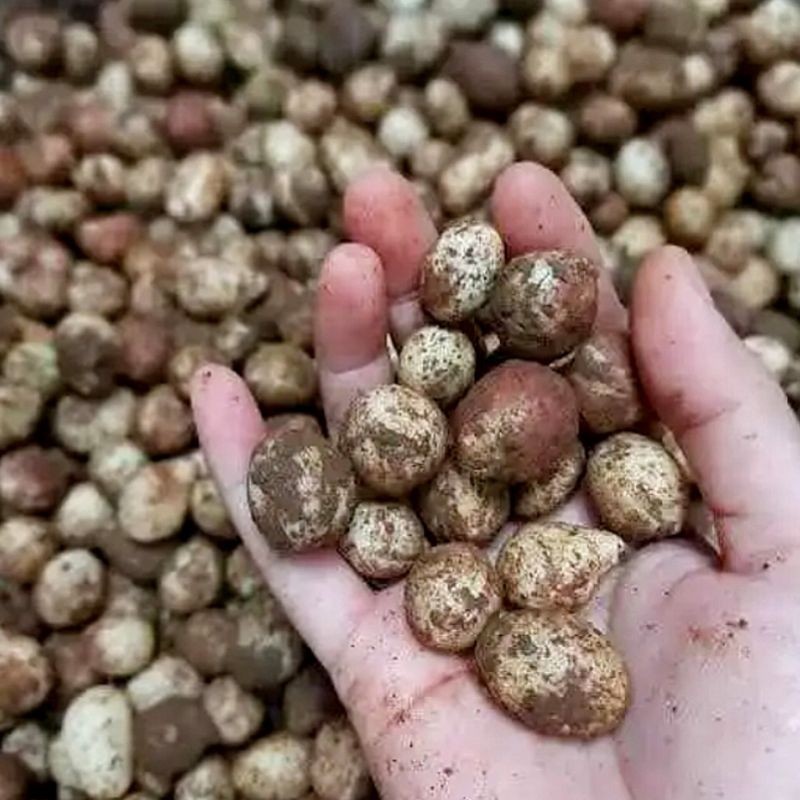 

Dapur Joglo Kacang Polong Asli Bogor 1 Kg