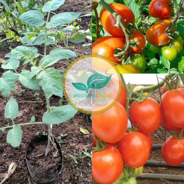 Bibit pohon tomat apel/Tanaman buah tomat apel