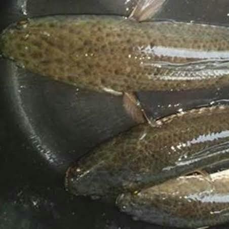 

IKAN GABUS HIDUP GRADE A 1 KILOGRAM