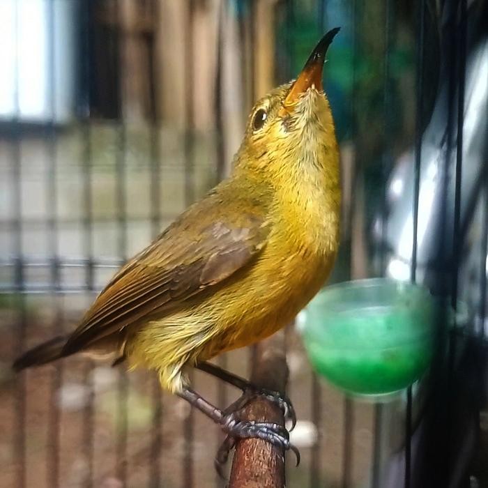 Kolibri ninja (konin) ijoan prediksi kuat jantan terbaru