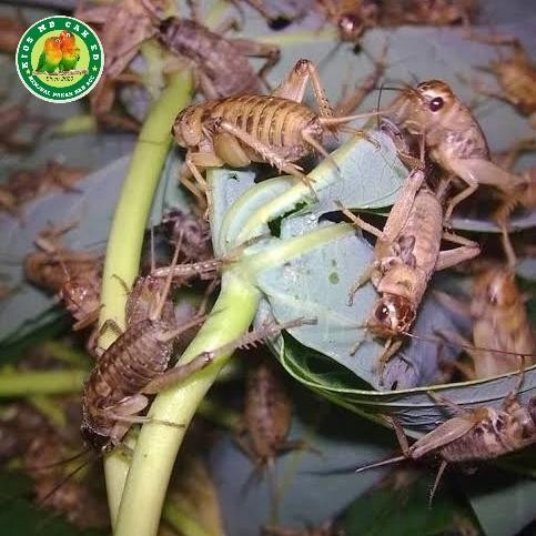 JANGKRIK ALAM HIDUP KARUNGAN terbaru