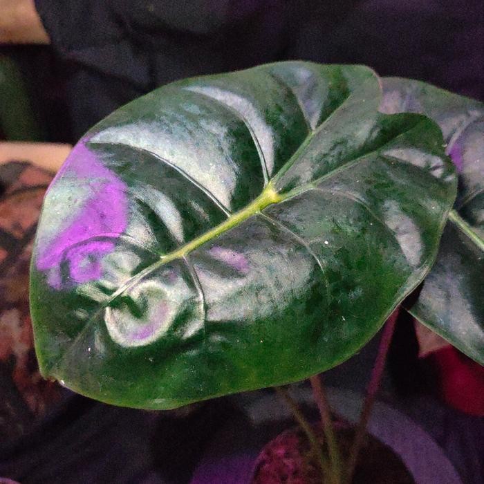 Thinkerbelllll Alocasia Golden Bone Original