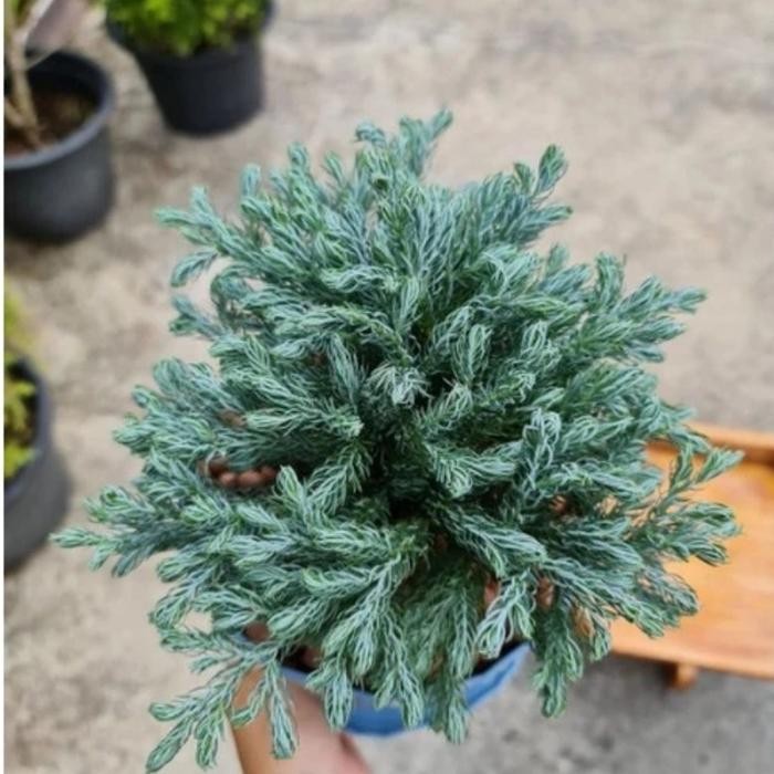 Thinkerbelllll Tanaman Hias Cemara Perak/Cemara Silver/Cemara Perak