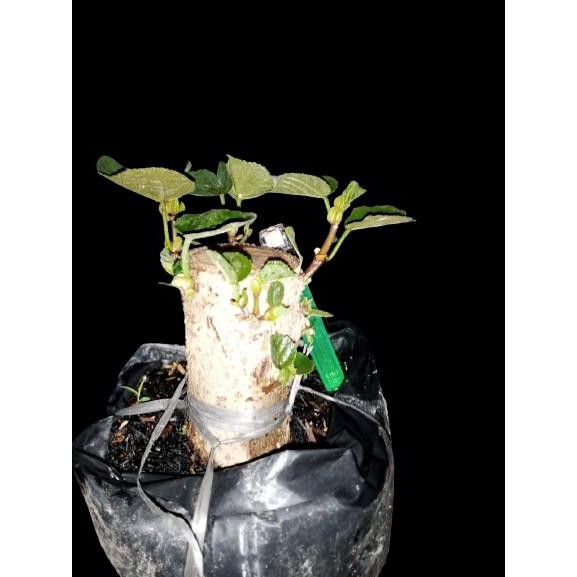 Thinkerbelllll Stek Batang Waru Varigata Ukuran Besar Program Mame Bogel