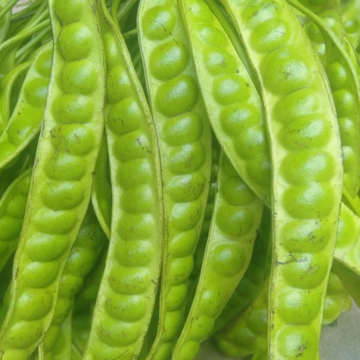 

PETE/PETAI PADI PER 1 PAPAN LONJOR TUA SUPER *