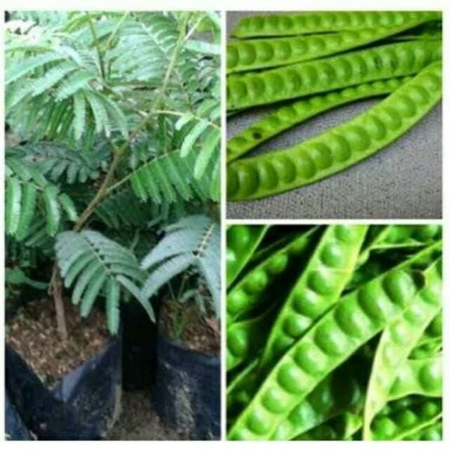 

Bibit tanaman pete/petai *