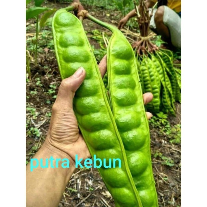 

bibit pete/petai jumbo (bibit hasil OKULASI) *