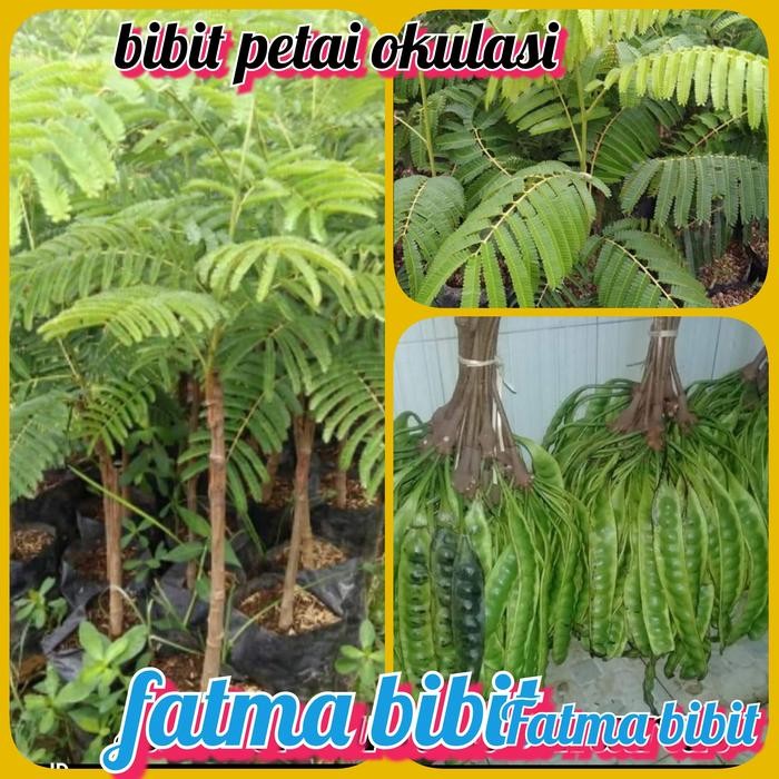 

bibit petai super *