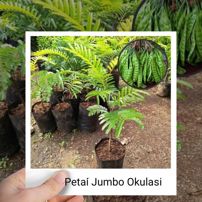 

Bibit Tanaman Buah Pete Petai Okulasi Siap Tanam *