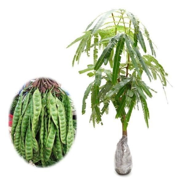 

Bibit Tanaman Buah Petai 60cm PREMIUM *