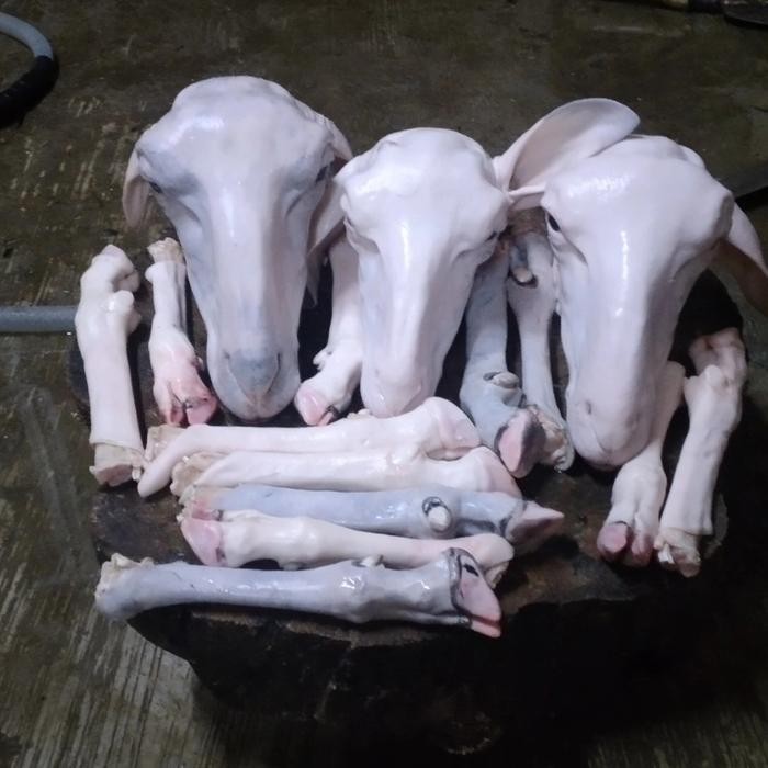 

BeliSkrg,KirimHariini- kepala kambing segar