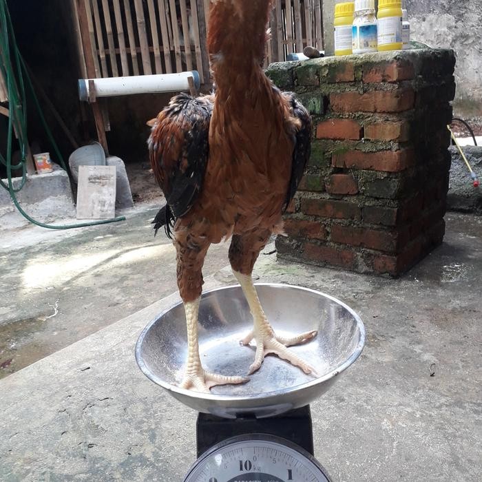 

BeliSkrg,KirimHariini- Ayam Kampung Super