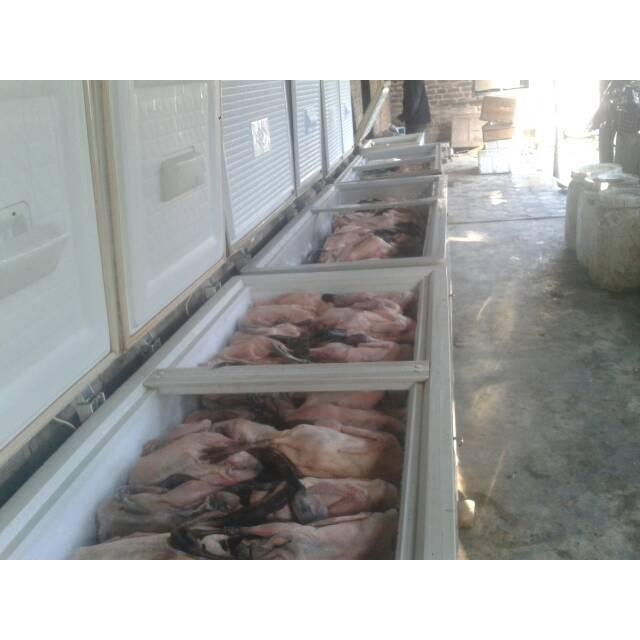 

PastikanDikirimLgsg- bebek potong