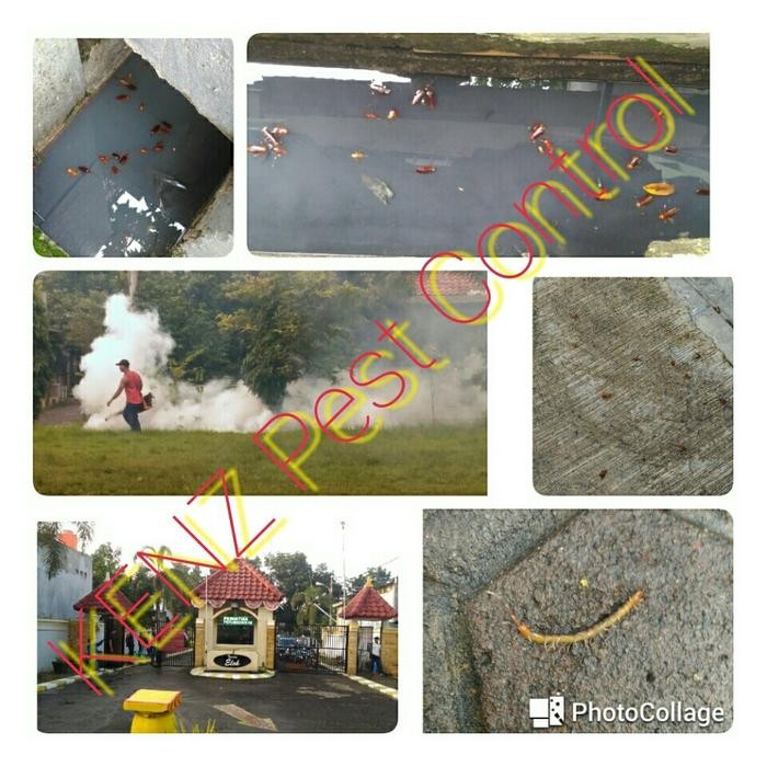 Racun Tikus Ikan Asin (Terbukti Pasti Dimakan & Ampuh)