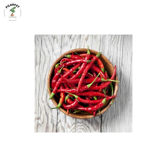 Gigikbunga Benih Bibit Cabe Keriting Benih Unggul Jawara - Cabe Keriting Hellboy