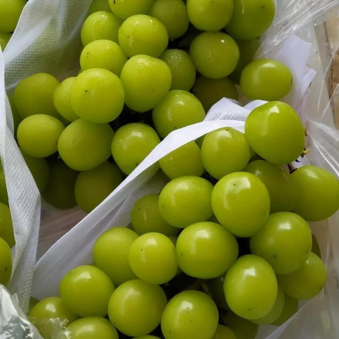 

Promo anggur tanpa biji 1 kg Diskon