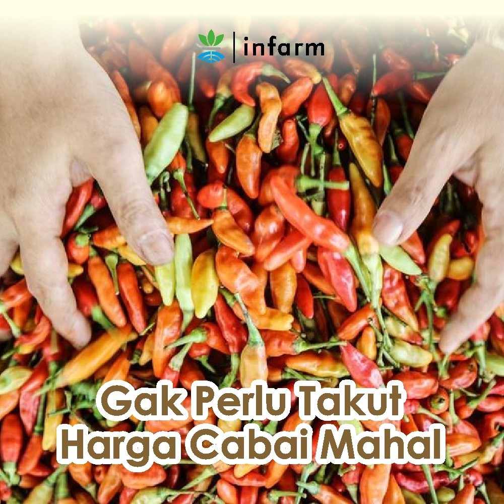 INFARM - Paket Minigarden Cabai Berkebun Siap Tanam POC Cabai Media Tanam Polybag dan Benih