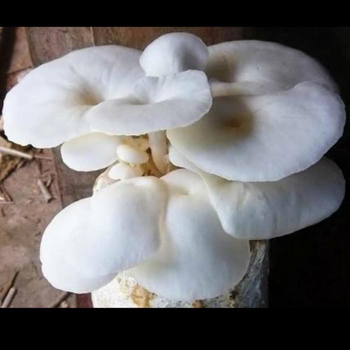 

BnyKBonusBelidiMari- JAMUR TIRAM MADU 1 KG MURAH