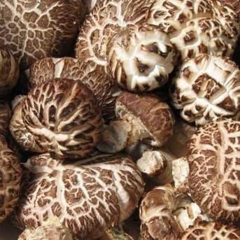 

BnyKBonusBelidiMari- Jamur Shitake Hioko Kering Tebal Berisi (100gr)