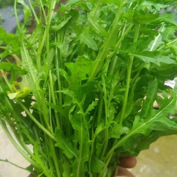 

BnyKBonusBelidiMari- aragula rocket wild 1 kg