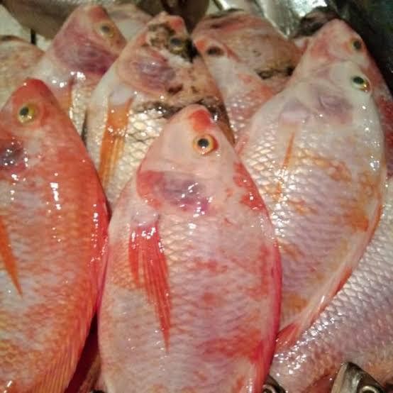 

PastiFreShNya- Ikan Nila Merah 1 kg