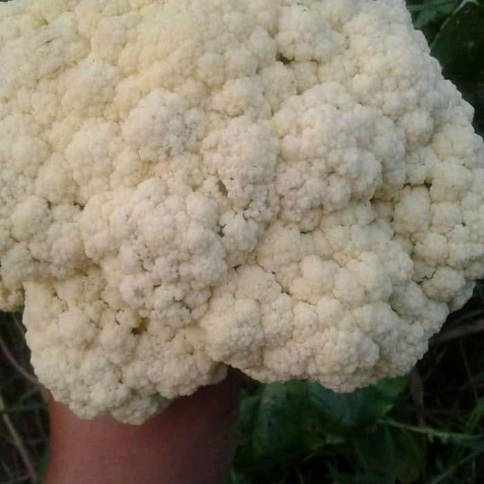 

BnyKBonusBelidiMari- kembang kol kualitas super