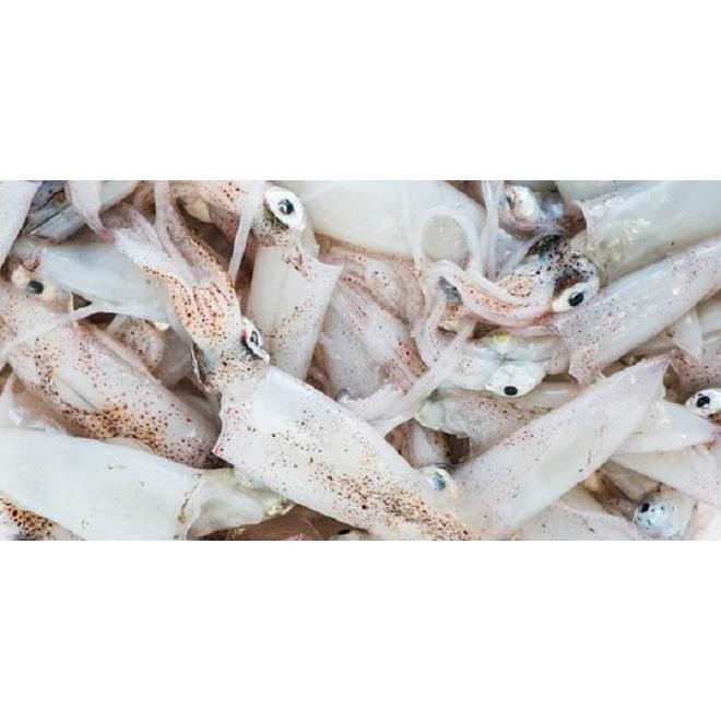 

PastiFreShNya- Cumi Cumi Segar - 1 Kilogram JABODETABEK