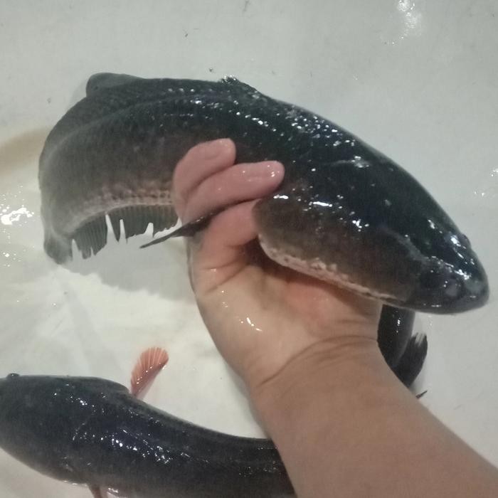 

BnyKBonusBelidiMari- ikan gabus hidup