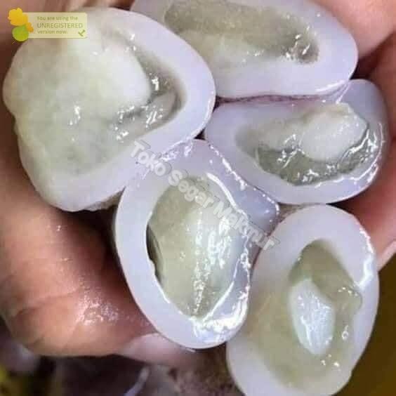 

BnyKBonusBelidiMari- Cumi Telur Cumi Telor Segar 1Kg Seafood Hasil Laut Segar