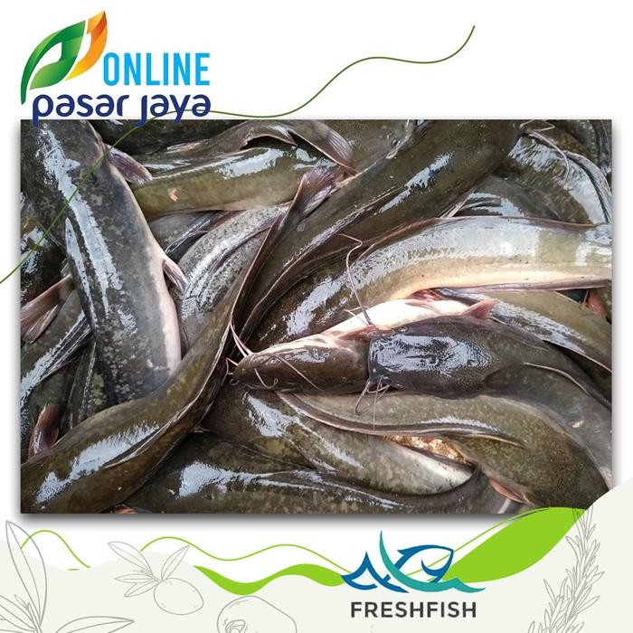 

PastiFreShNya- Ikan Lele Hidup Segar Berkualitas - 1 Kilogram