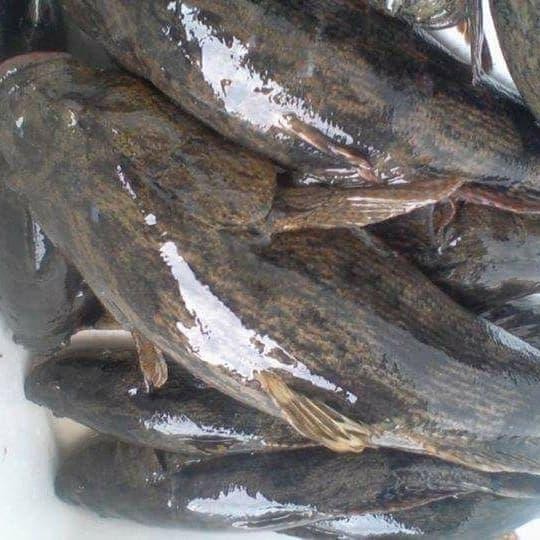 

PastiFreShNya- ikan malas/ikan betutu hidup 500 gram