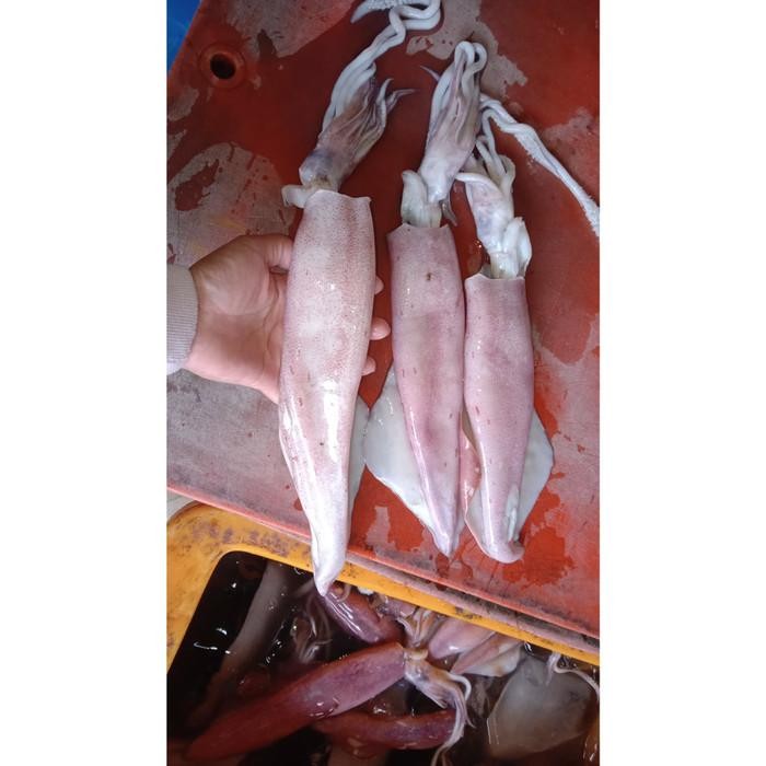 

PastiFreShNya- Cumi Segar Bangka/Jumbo