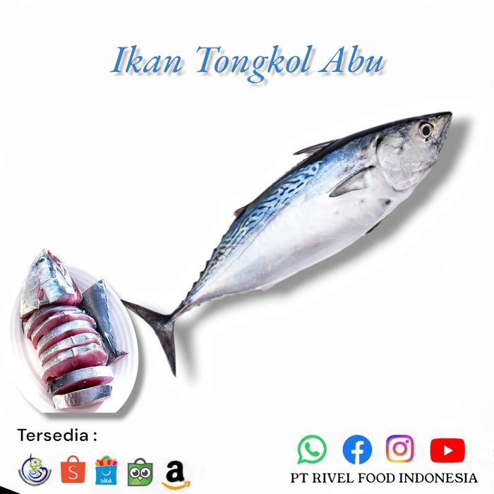 

PastiFreShNya- Ikan Tongkol Segar 1 Kg Tongkol Abu Abu Fresh bukan Frozen