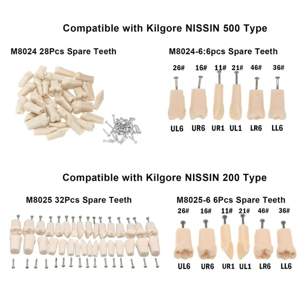 Dental Teaching Resources Replacement Screw-in Typodont Teeth Model Fit Kilgore NISSIN 200/500 Type 