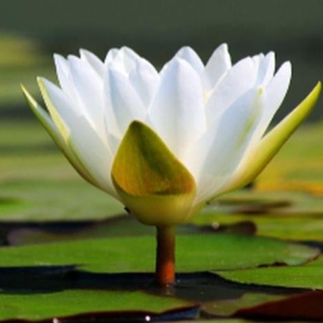 Terlaris tanaman bunga teratai putih