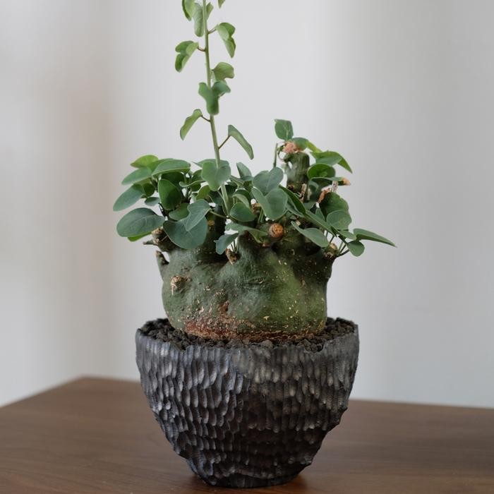 Terlaris Adenia Spinosa caudex sukulen not pachypodium gracilius agave titanota