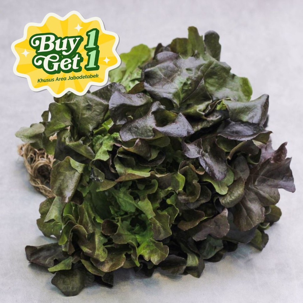 

Selada Oakleaf Merah Hidroponik B1G1 Hidroponik 1 pack