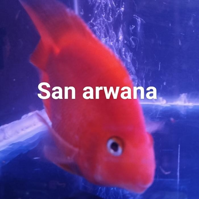 Pawfect Grooming Parot Kingkong Red Parrot