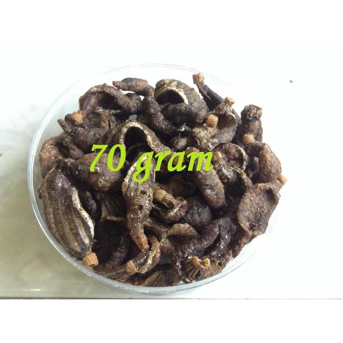 

kima Kerupuk/ krupuk/ keripik/ kripik Ikan Teripang/ Tripang Madura