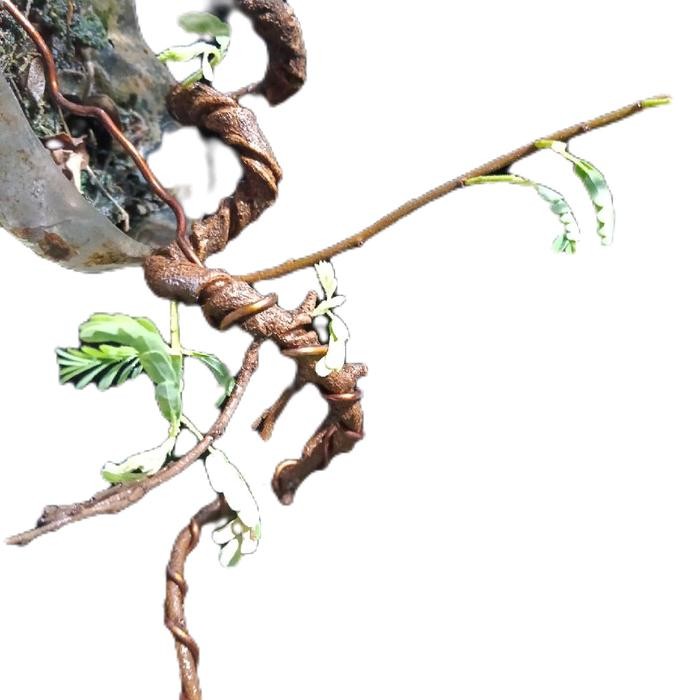 PREMIUM Bonsai asem jawa meliuk ekstrem Alami