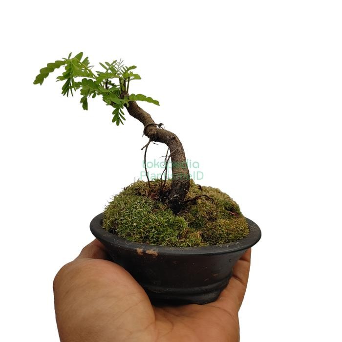PREMIUM Mame Bonsai Tamarindus Indica Asem Jawa