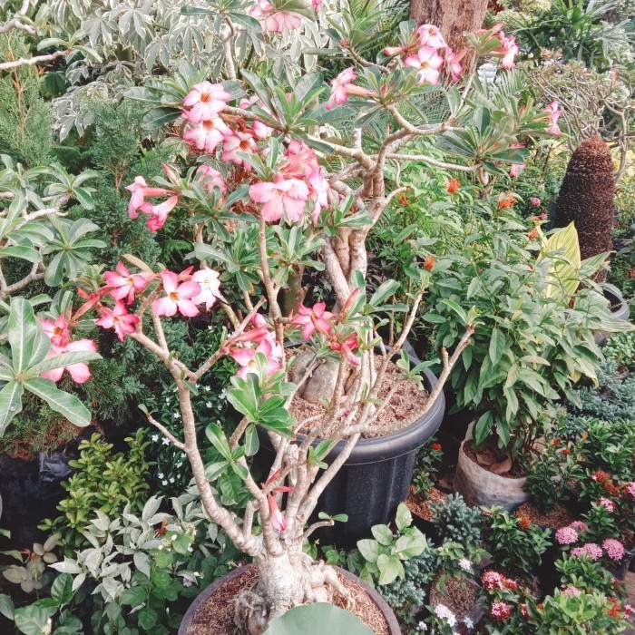 PREMIUM tanaman hias bunga/pohon bonsai kamboja jepang