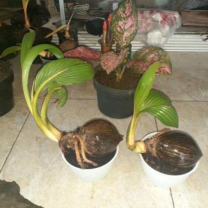 PREMIUM BONSAI KELAPA Bahan Bonsai Kelapa